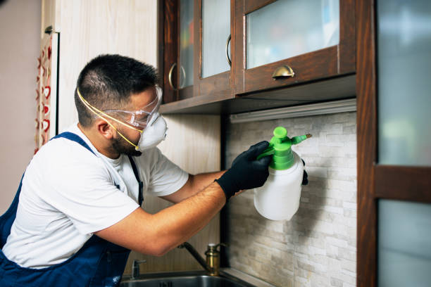 Wasp Removal Services in Cameron Park, CA