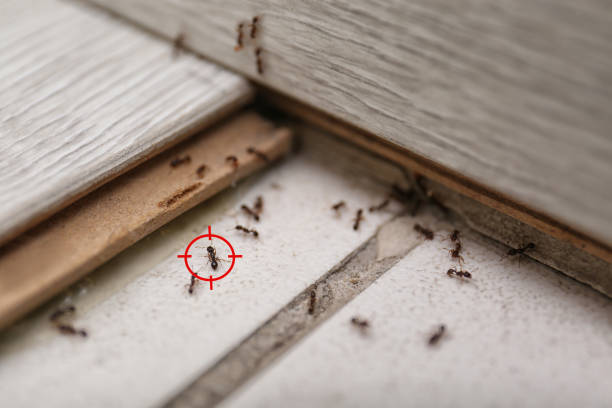 Best Flea Control Services  in Meron Park, CA
