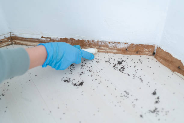 Best Exterminator Services  in Meron Park, CA